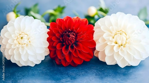 Photo: Red and White Dahlia...