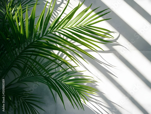 Photo - Palm Leaves, Shadow...