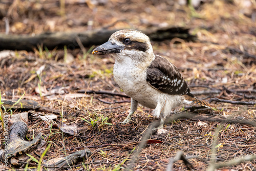 Kookaburra, oiseau de la région de Melbourne sur Phillip Island en Australie photo