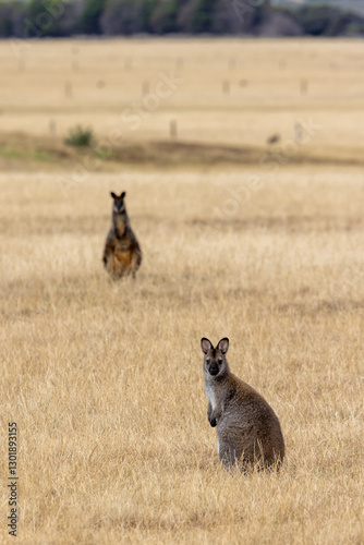 Kangourous à Phillip Island dans la région de Melbourne en Australie 