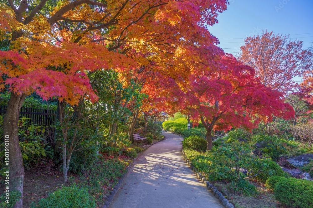 Φωτογραφία ちょうど見ごろのモミジの紅葉に囲まれた遊歩道の情景