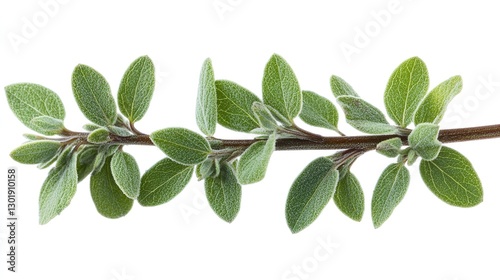 Fresh oregano sprig isolated on white background photo