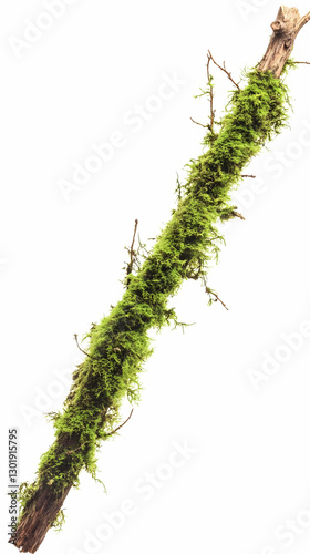 Photo Mossy Tree Branch Nat...