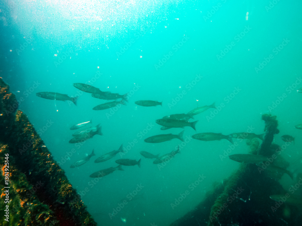 Obraz premium The nature of the seabed