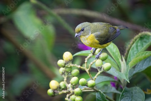 YELLOW THROATED EUPHONIA TROPICAL YELLOW GREEN BIRD EATING BERRIES FEMALE