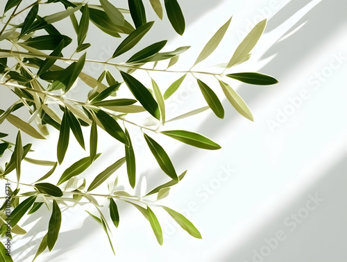 Photo Green Olive Leaves Wh...