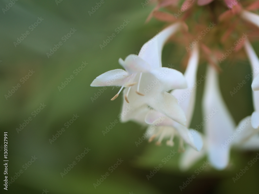 10月に咲いた小さな藍の花 10月に咲いた小さな藍の花