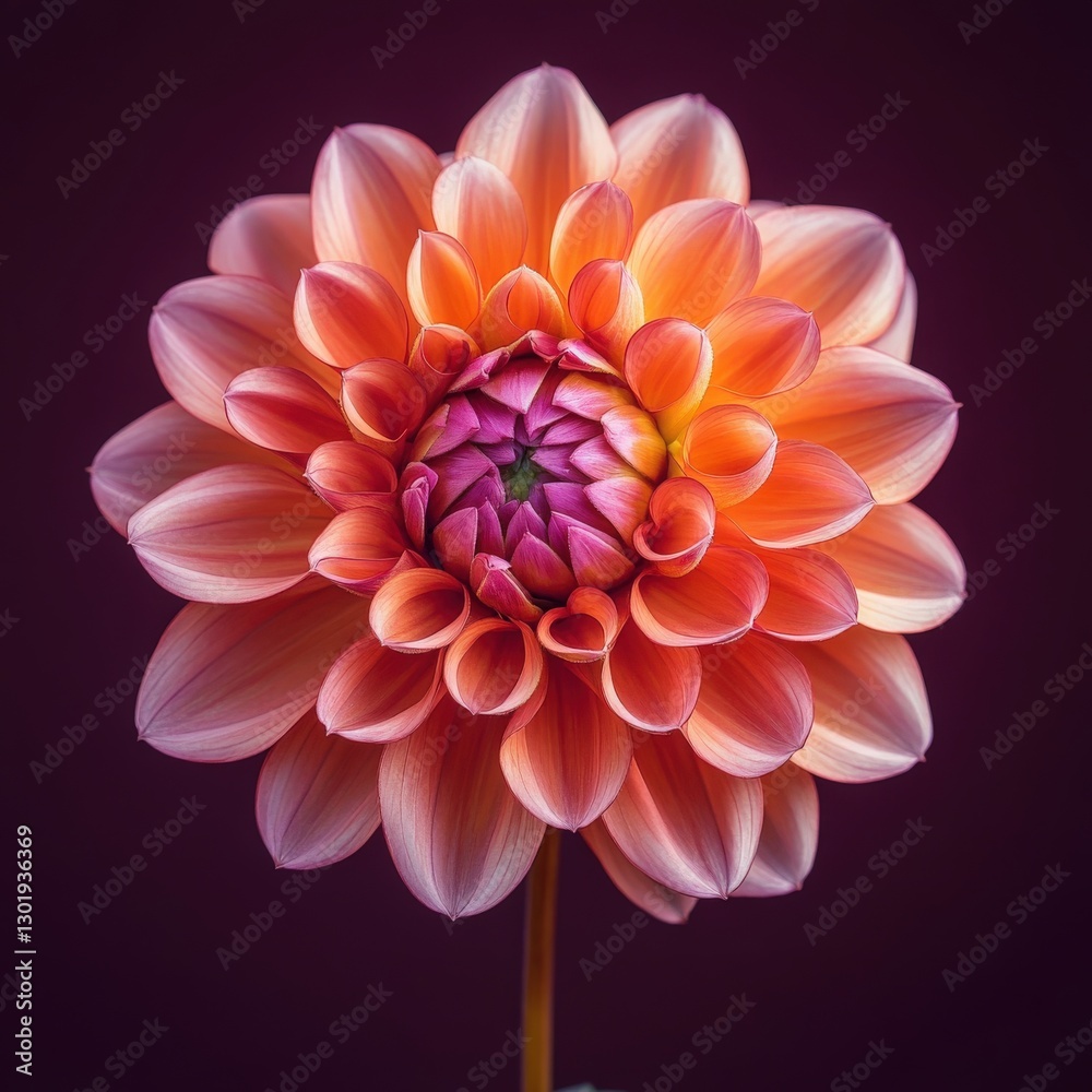 Fototapeta premium Salmon Pink Dahlia Close Up Against Purple Background