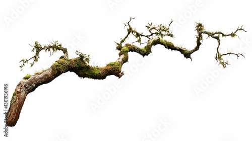 Photo - Gnarled Mossy Branc...