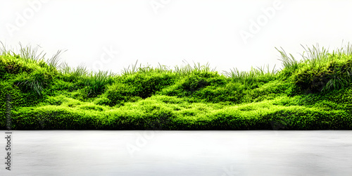 Illustration Green Grass Mo...