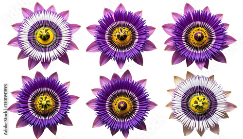 Closeup view of stunning vibrant purple and white passiflora png