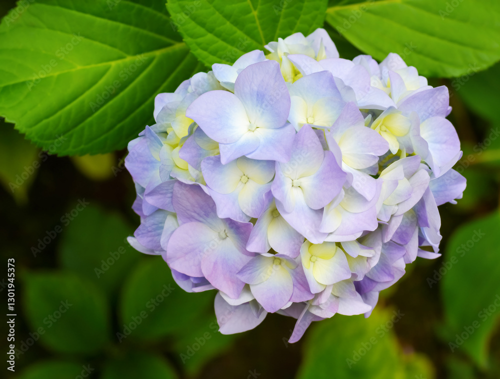Inflorescence of light lilac hydrangea, selective focus Inflorescence of light lilac hydrangea, selective focus