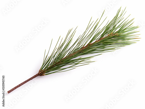 Photo - Single Pine Branch ...