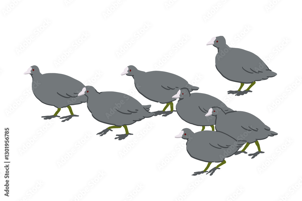 Obraz premium 歩くオオバンの群れのイラスト