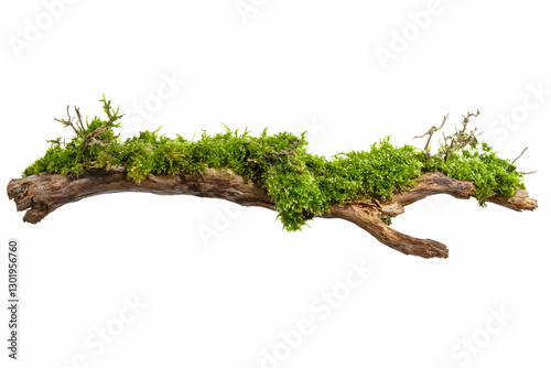 Photo Mossy Branch Nature G...