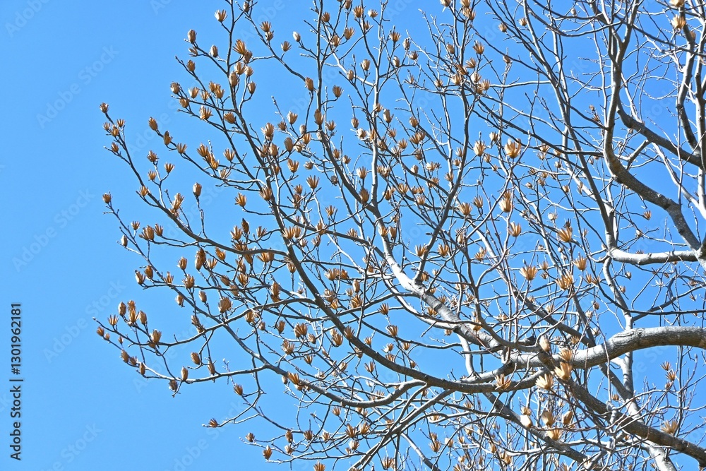 A winter scene of the tulip tree (Liriodendron tulipifera). Magnoliaceae deciduous tree. The samaras become pine-cone-shaped aggregate fruits and the seeds are crushed by the wind. A winter scene of the tulip tree (Liriodendron tulipifera). Magnoliaceae deciduous tree. The samaras become pine-cone-shaped aggregate fruits and the seeds are crushed by the wind.