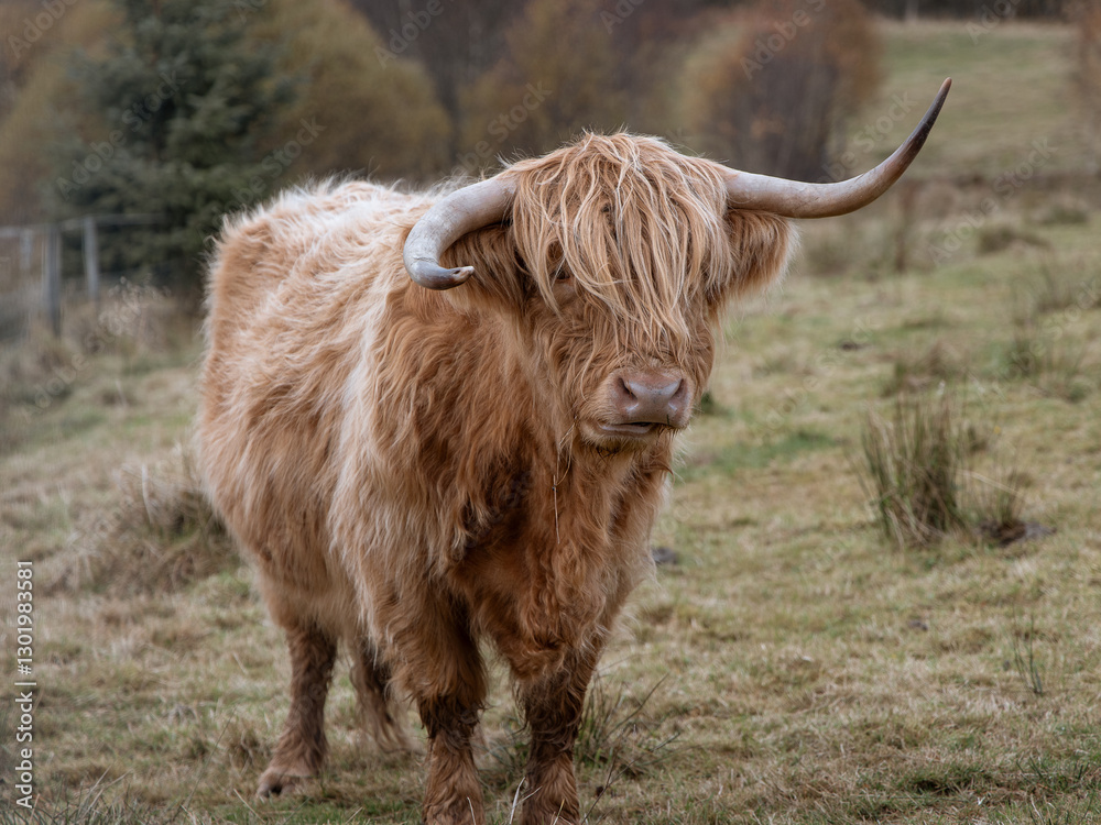 Highland cow in countryside Scotland Highland cow in countryside Scotland