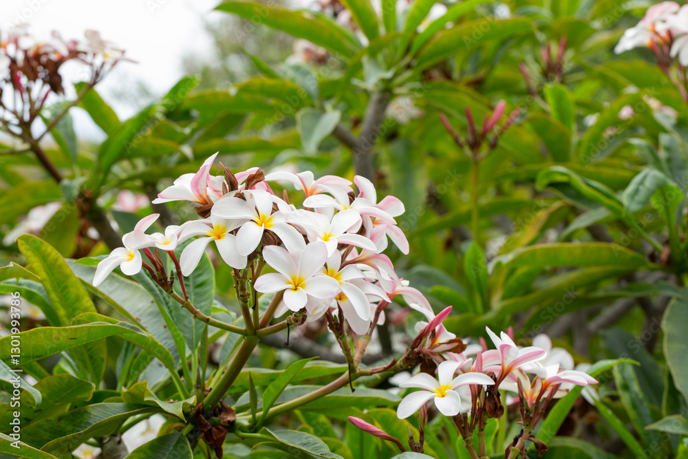 Fototapeta premium A view of flowers from the plumeria plant.