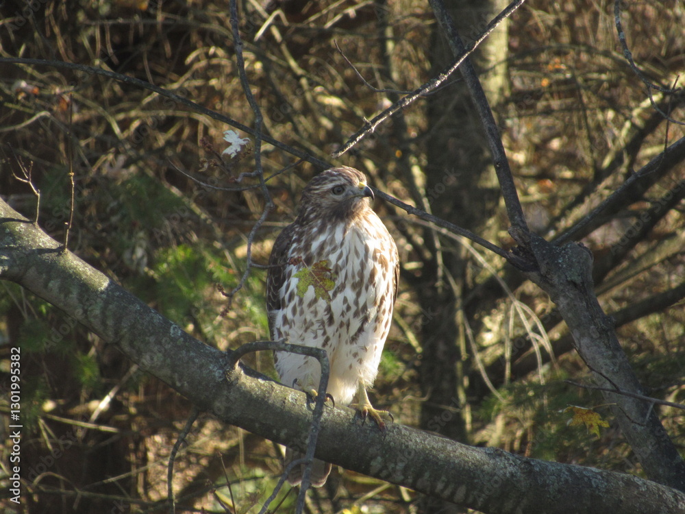 red tailed hawk red tailed hawk