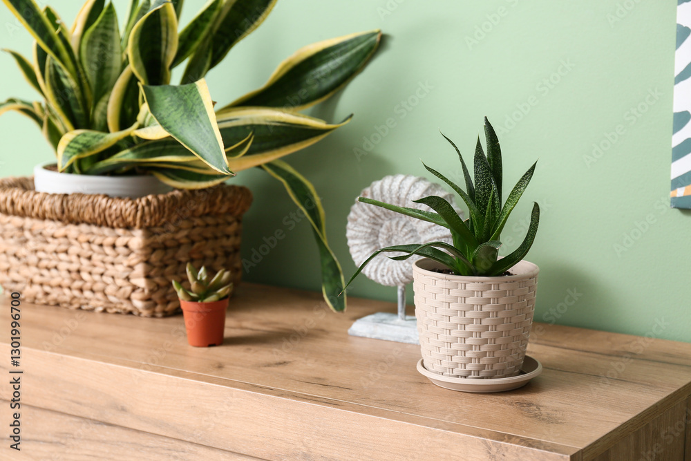 Succulents on shelf near green wall, closeup Succulents on shelf near green wall, closeup