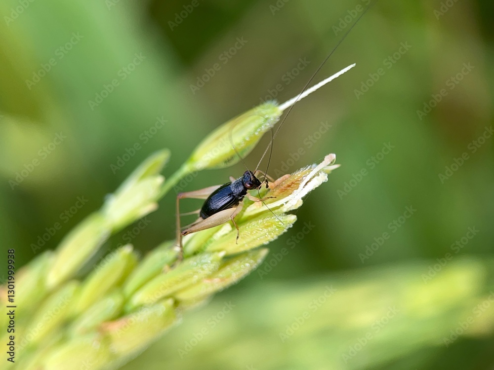 Macro Photography of a Black Bush Cricket (Phyllopalpus pulchellus) on a Rice Plant Macro Photography of a Black Bush Cricket (Phyllopalpus pulchellus) on a Rice Plant