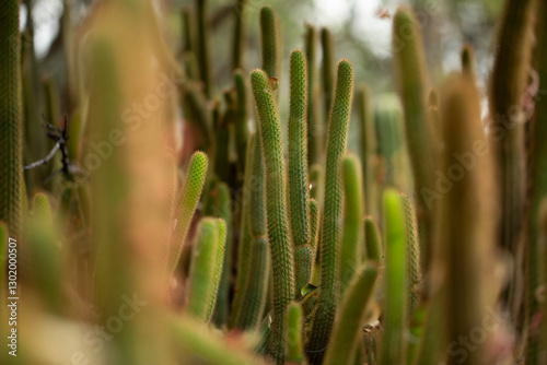 A view of an echinopsis allusion cactus plant.
