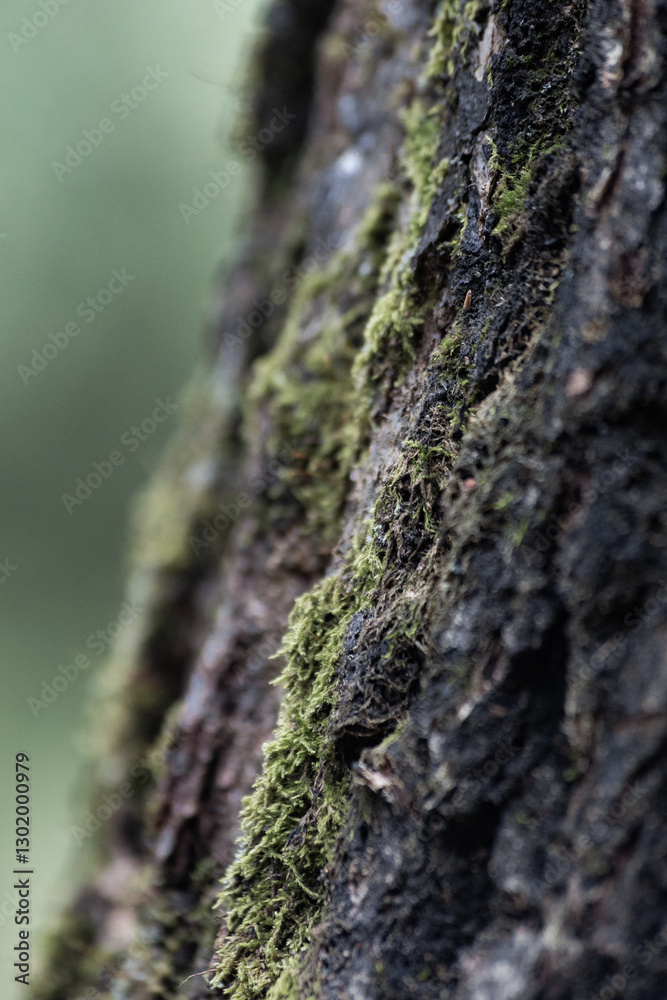 Moss grows on the tree bark. The birch is covered in moss. Moss grows on the tree bark. The birch is covered in moss.
