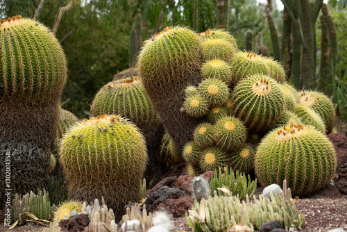 A view of several golden barrel cactuses. photo