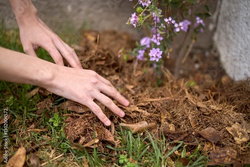 Hands spreading mulch around garden plants