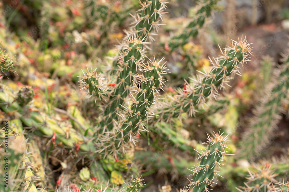 A view of a snake cholla cactus. A view of a snake cholla cactus.