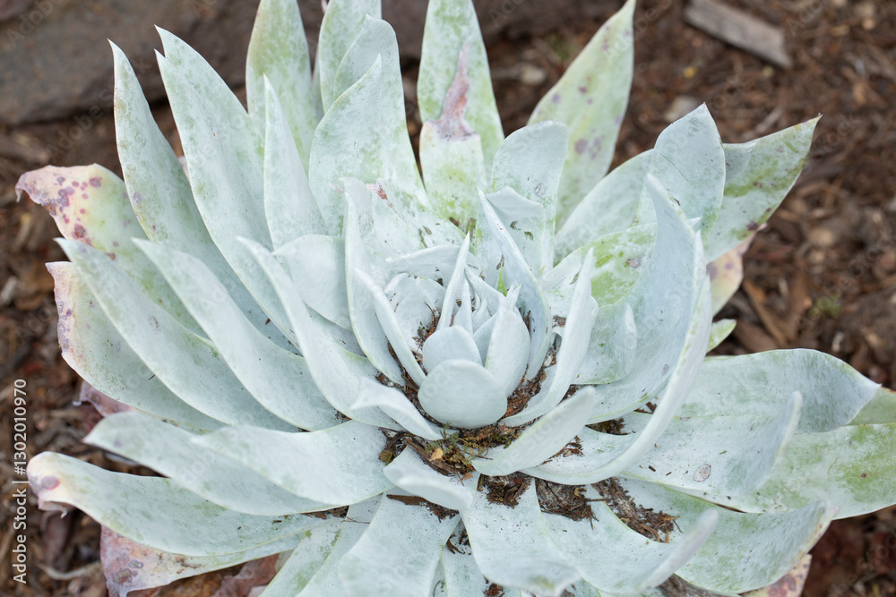 Fototapeta premium A view of a giant chalk dudleya plant.