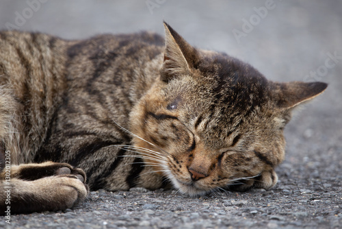stray cat, alley cat
