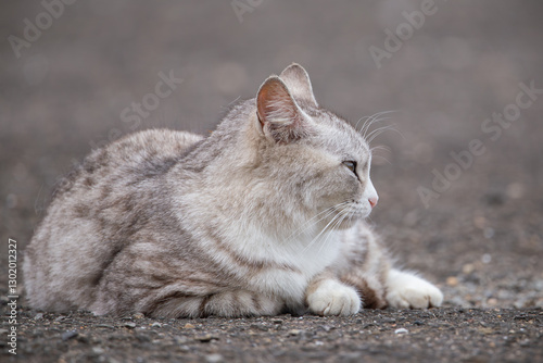stray cat, alley cat