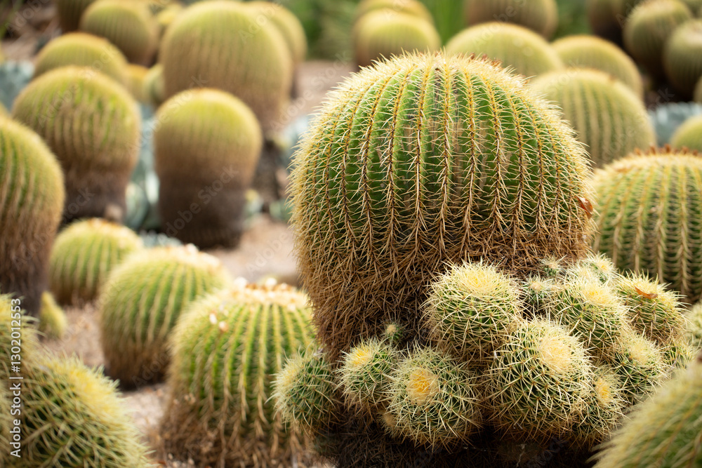 A view of a landscape of golden barrel cactuses.