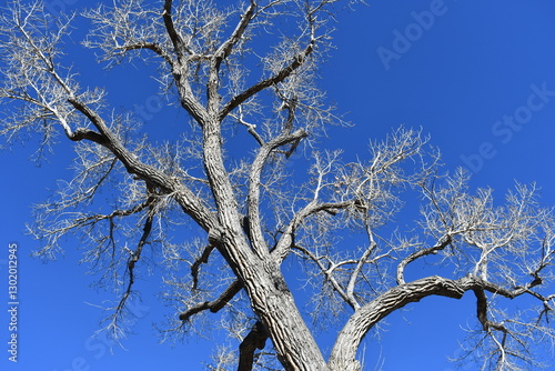 Scraggily tree with no leaves. Bright blue sky. photo