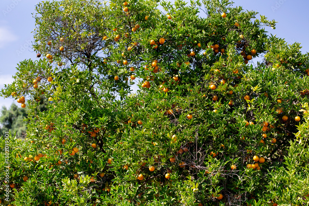 A view of Valencia orange tree. A view of Valencia orange tree.