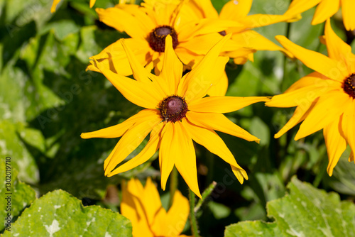 A view of black-eyed Susan flowers.