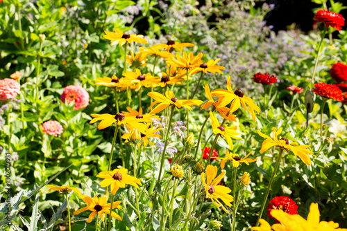 A view of black-eyed Susan flowers.