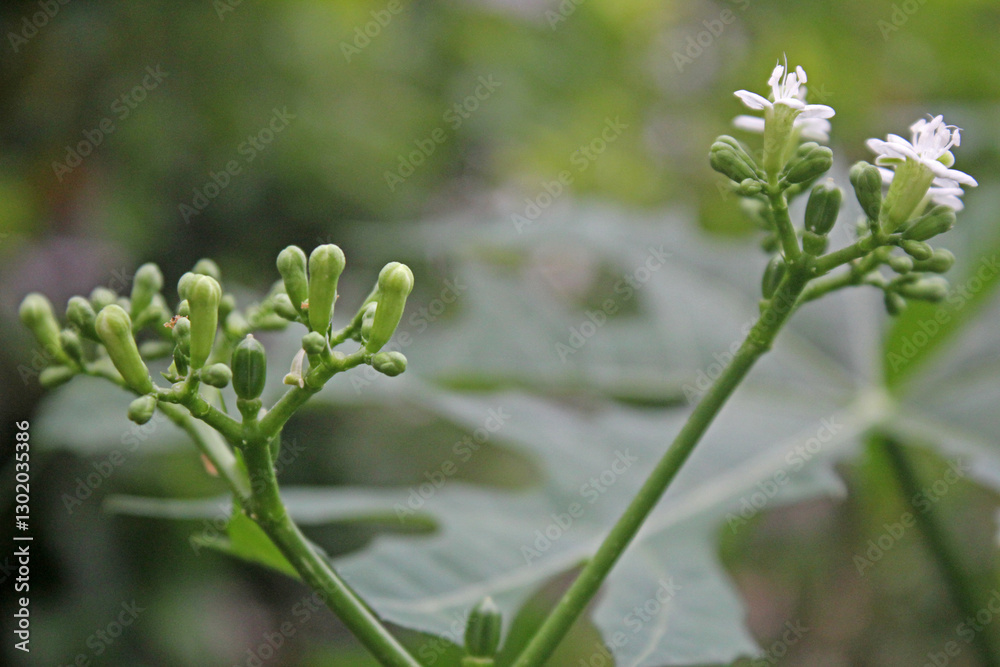 small flowers that bloom and are beautiful white small flowers that bloom and are beautiful white
