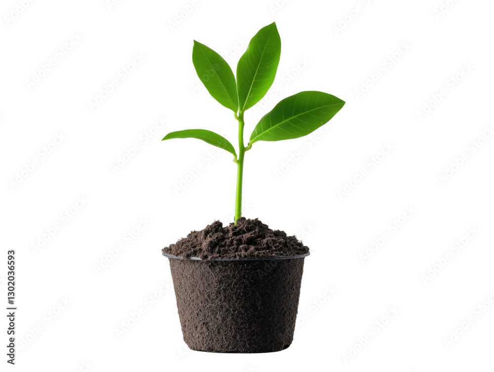 Essential Banana Plant Fertilizer: Boost Growth, Enhance Fruit Production, and Strengthen Roots for a Bountiful Harvest Essential Banana Plant Fertilizer: Boost Growth, Enhance Fruit Production, and Strengthen Roots for a Bountiful Harvest