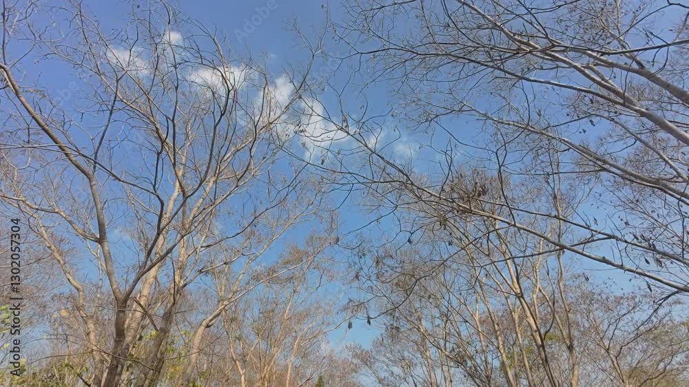 Dry leaves on the branches of deciduous tree in asian subtropical forest in late winter during hiking activity. Dry leaves on the branches of deciduous tree in asian subtropical forest in late winter during hiking activity.