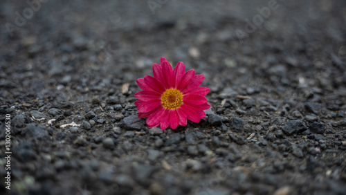 A single pink flower on a gravel road