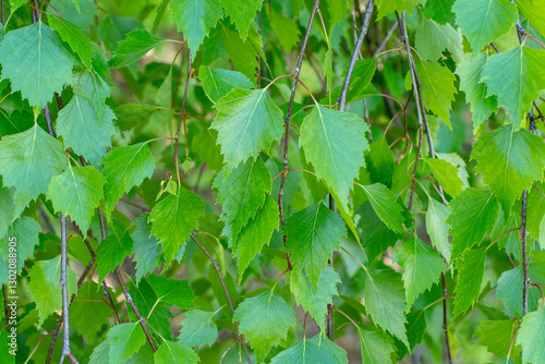 Green foliage, wallpaper. Natural background of green leaves. Birch foliage.