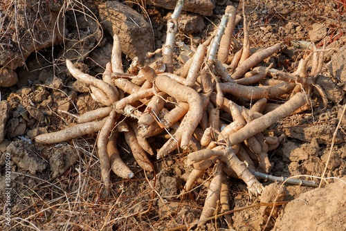 Small cassava roots that are not of good quality