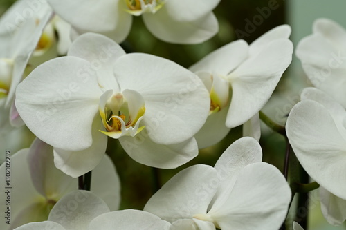 Vivid colors of orchids in bloom photo