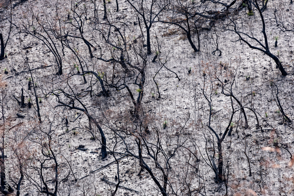 Bushfire damage from the 2025 bushfires started by lightning strikes in the Grampians (Gariwerd) National Park. Bushfire damage from the 2025 bushfires started by lightning strikes in the Grampians (Gariwerd) National Park.