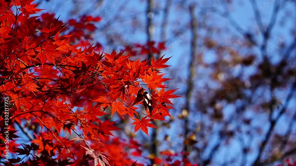 Vibrant red maple leaves dance against clear blue sky, showcasing serene beauty of autumn nature and majestic trees. Vibrant red maple leaves dance against clear blue sky, showcasing serene beauty of autumn nature and majestic trees.
