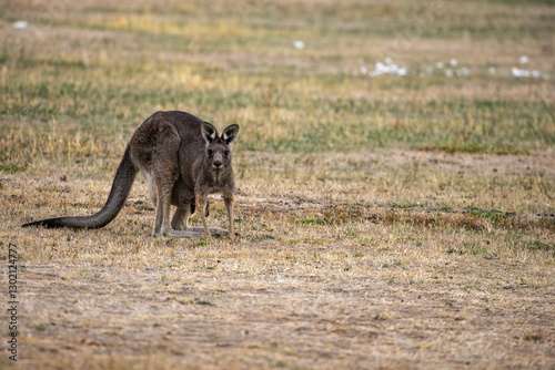 A female Eastern grey kangaroo (Macropus giganteus) with Joey in pouch. Early Evening. Victoria.