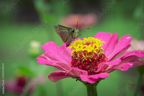 Mathias pioneer which is perched on Zinnia flowers, in a garden in a resort photo