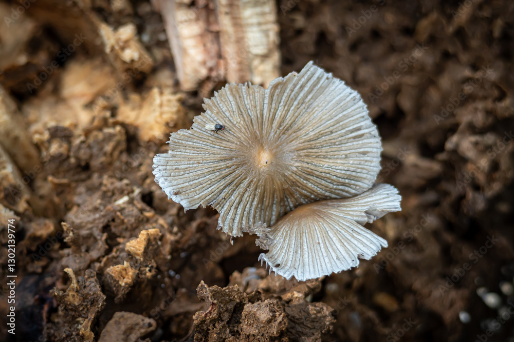 Coprinopsis, Commonly Known as Pleated Inkcap or Little Japanese Umbrella that lives on a dead tree trunk Coprinopsis, Commonly Known as Pleated Inkcap or Little Japanese Umbrella that lives on a dead tree trunk